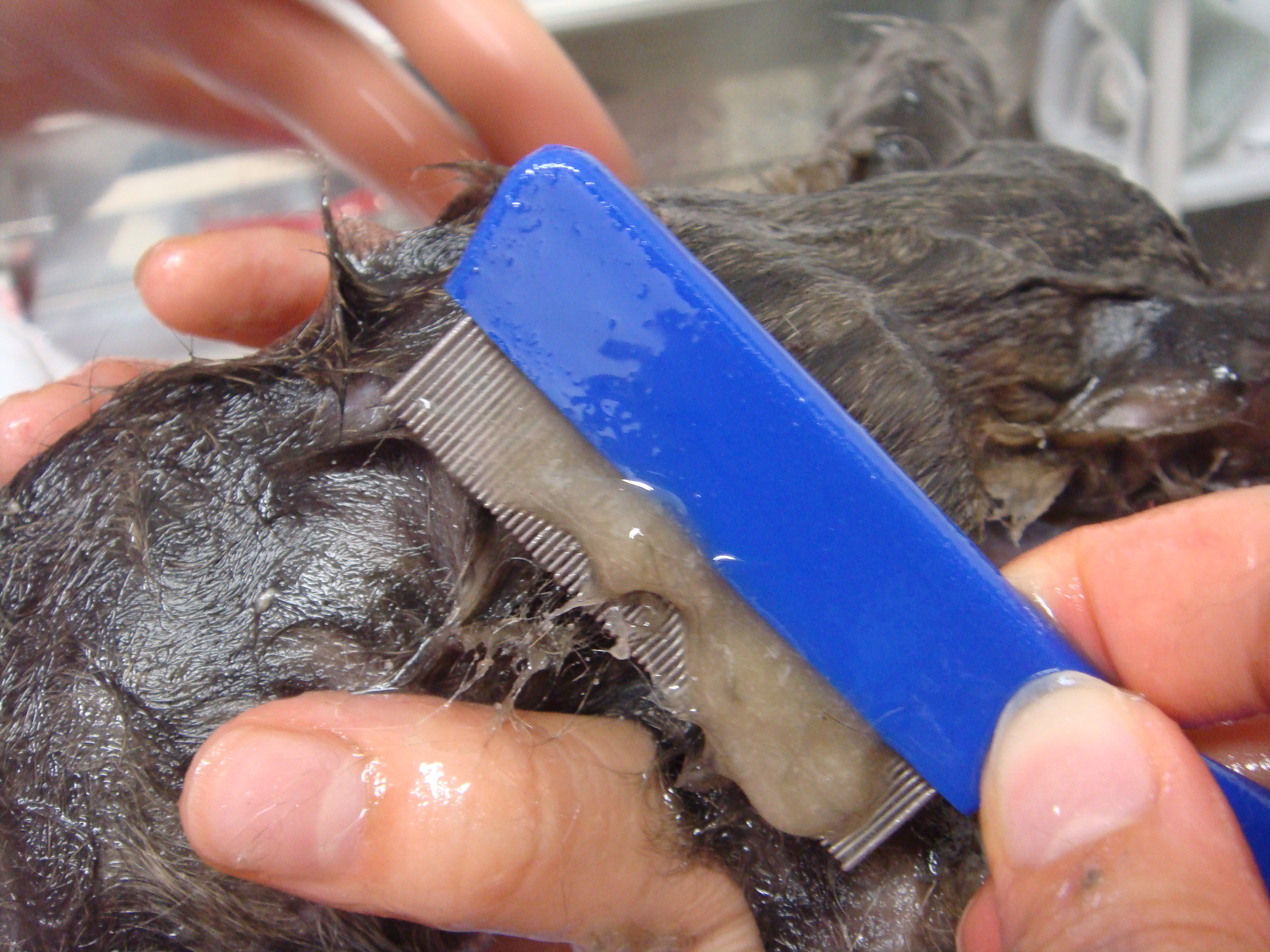 とりもち 足裏のガム の取り方 ナガイ動物病院のブログ