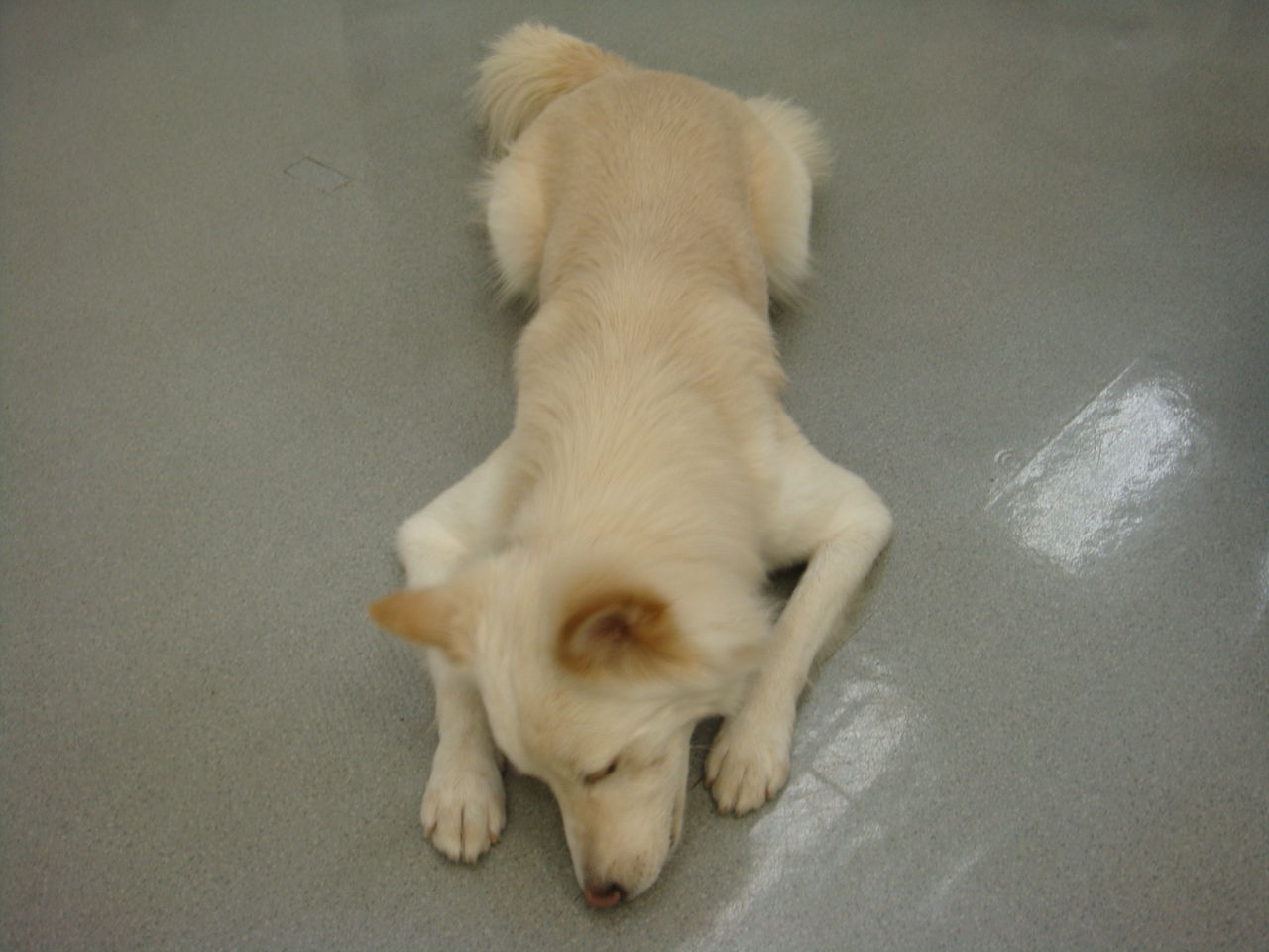 ナガイ動物病院のブログ 犬