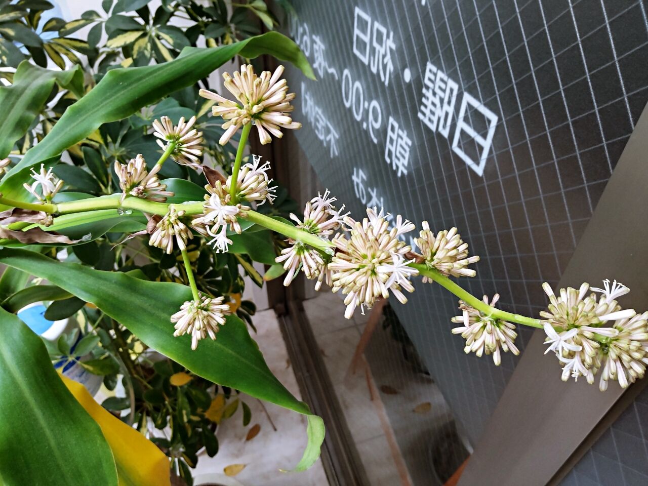 幸せの木に花が咲きました 巣鴨 庚申塚 の永井整体院のブログ 幸せの木に花が咲きました 巣鴨 庚申塚 の永井整体院のブログ