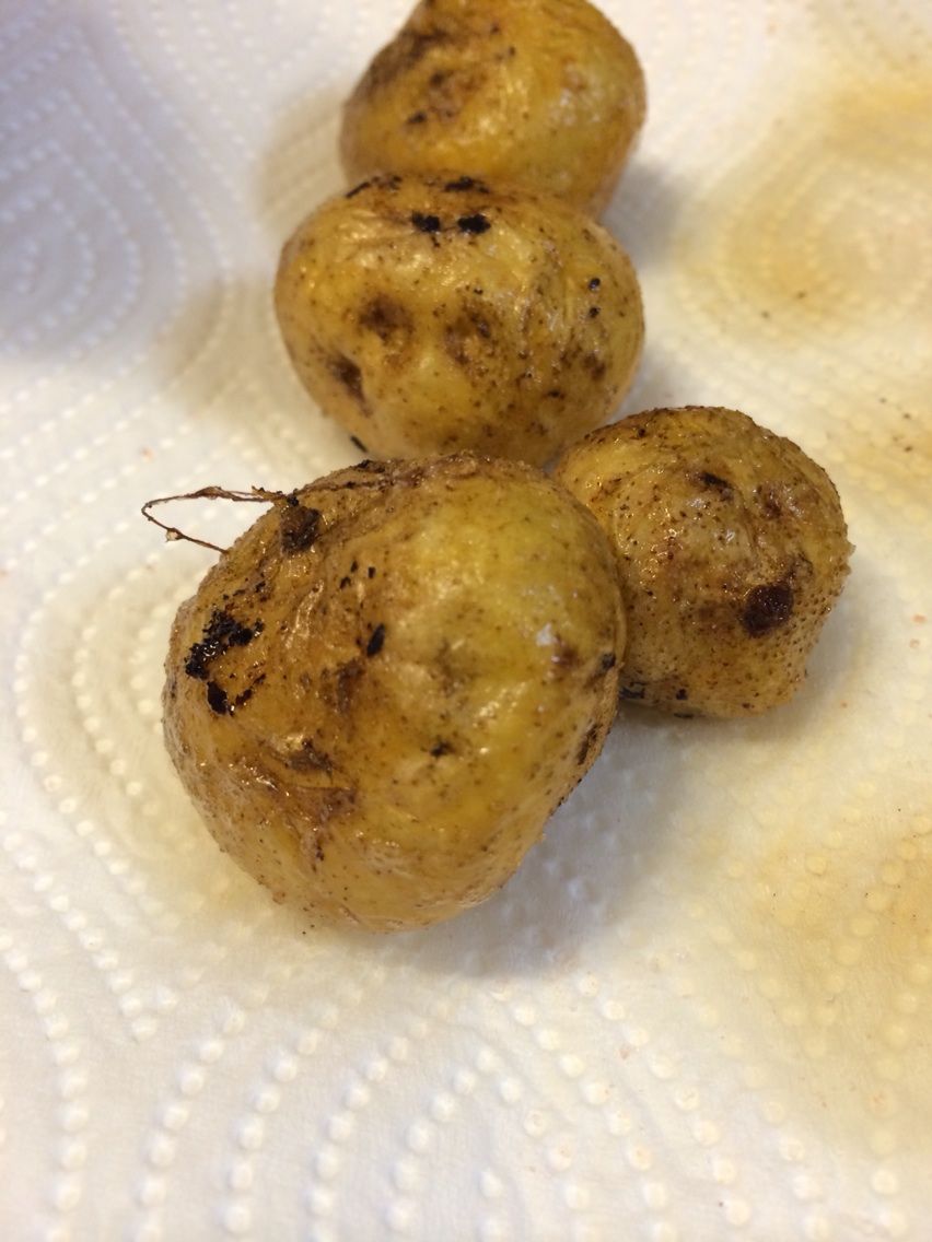 クズイモ ながいも地帯 クズイモ ながいも地帯