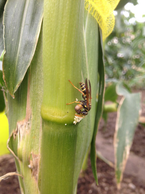 アワノメイガ 虫嫌い注意 ながいも地帯