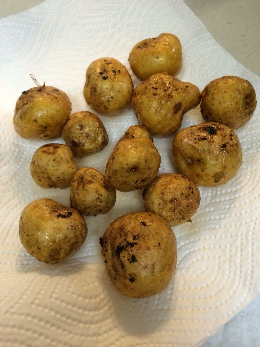 クズイモ ながいも地帯 クズイモ ながいも地帯