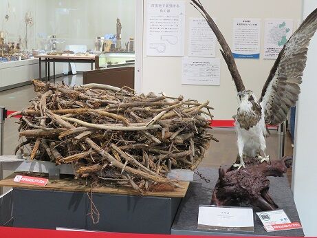 特別展 鳥の巣と卵 ご案内 長居公園ご案内