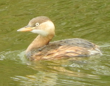 長居公園１２月６日 日 のイベント 紅葉 野鳥 長居公園ご案内