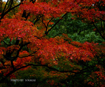 I紅葉_ブログ3460