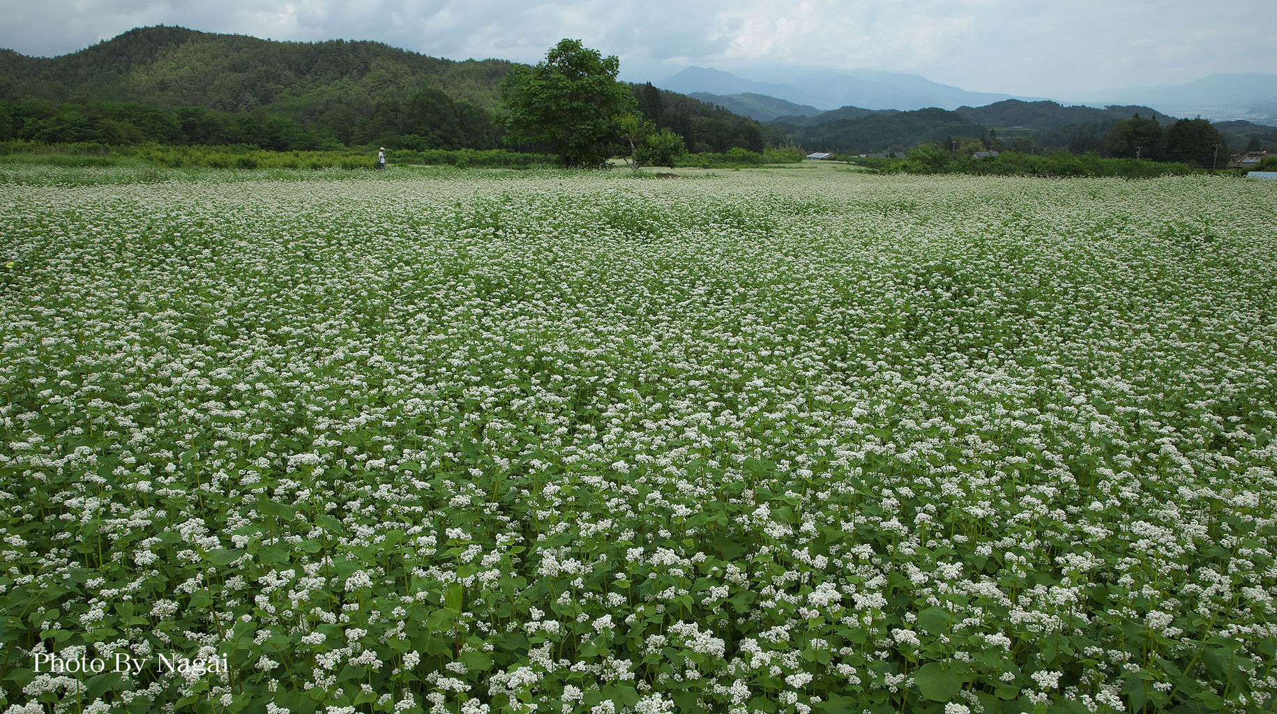 中原そば栽培地 渥美半島の詩 S Nagai Photo Studio 中原そば栽培地 渥美半島の詩 S Nagai Photo Studio