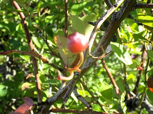 IMGP0032
