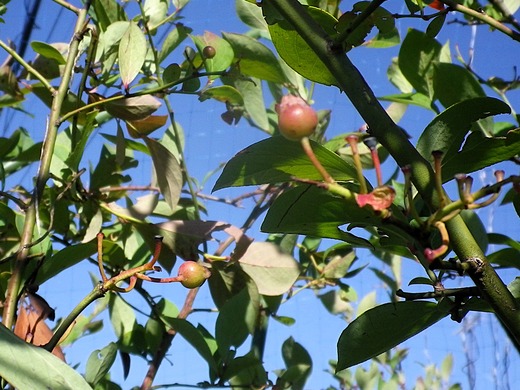 IMGP0035