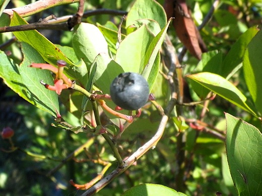 IMGP0031