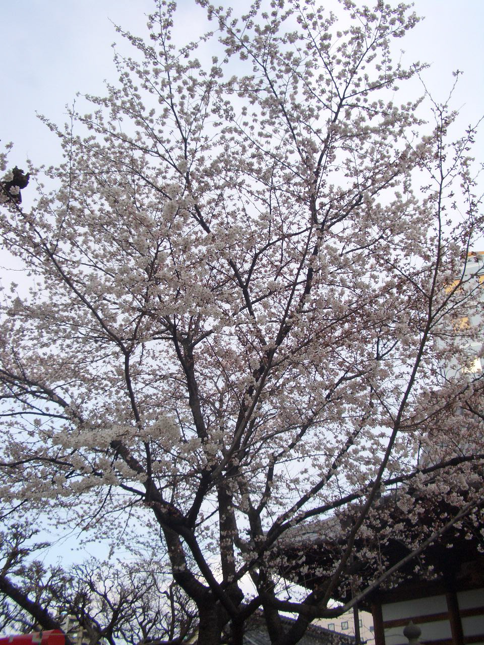 花と絵解きの競演 かるかや山西光寺 小林玲子の善光寺表参道日記 花と絵解きの競演 かるかや山西光寺 小林玲子の善光寺表参道日記