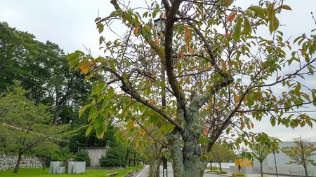 DSC_0374 (1)