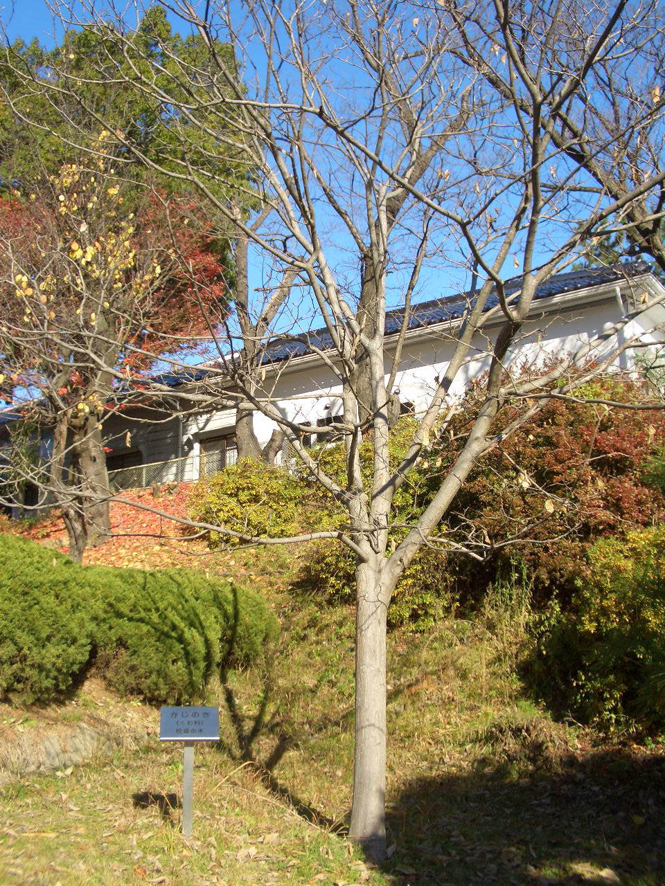 映画 転校生 の撮影現場の歴史 長野西高校 小林玲子の善光寺表参道日記