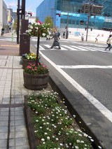 昭和通り辺花プランター