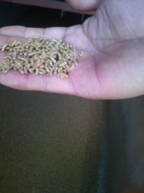 ウジ虫 マグナム長尾のトップの星になれ