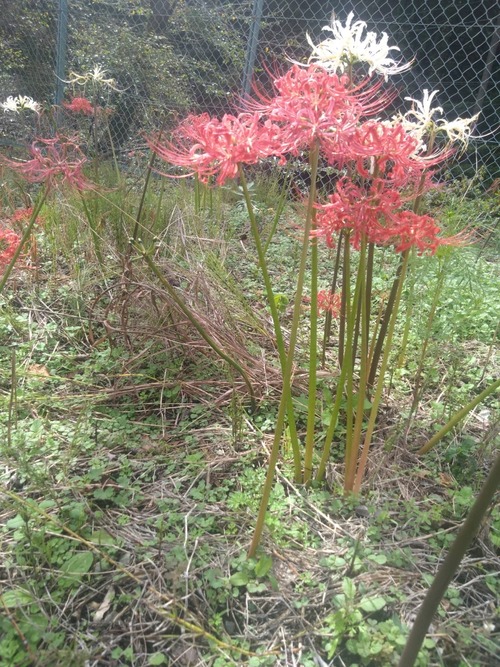 504A7404-3832-4911-9D41-CFBCF1237692