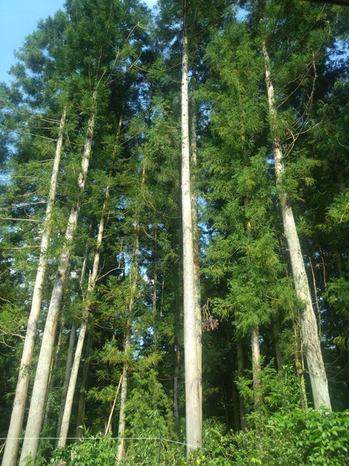 9AAAA20D-A6FC-4E61-888E-56A81FFC7DC1