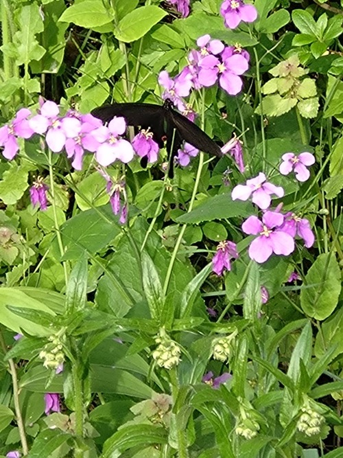 818E29A8-C782-4B27-A567-7086631240D0