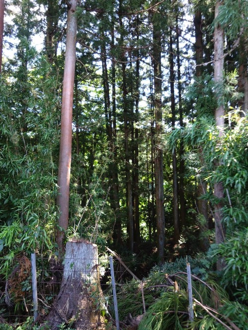 6AC5E2D9-0E0A-4CDD-B6D5-BB7D37EC9FCF