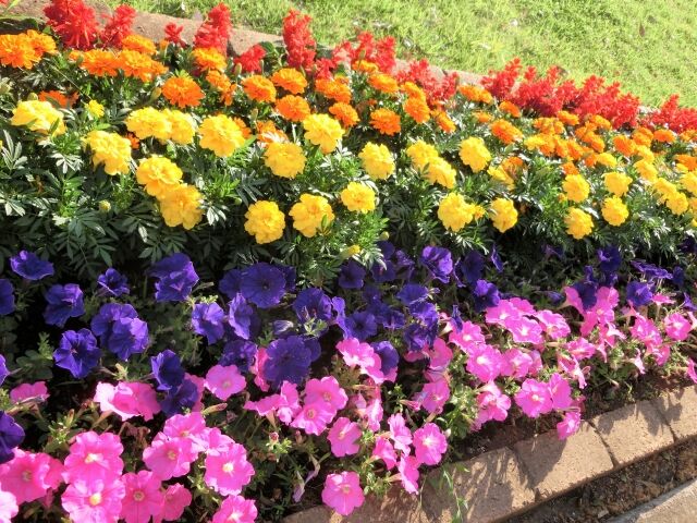 季節の花と緑にふれ合おう イベントづくしな14日間 長岡市民防災公園 で 第30回長岡市花いっぱいフェア22 開催 5月21日 6月5日 ながおか通信