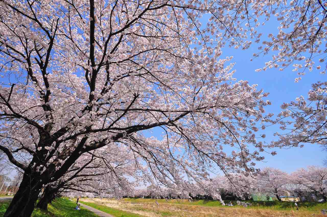2年連続中止に 悠久山公園 の 令和3年度 悠久山桜まつり が新型コロナウイルス感染拡大防止のため中止が決定したらしい ながおか通信