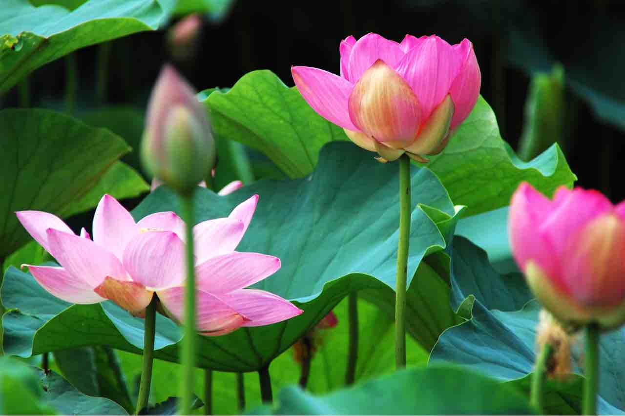 花ハスのフラワーアレンジメント 長岡の花ハスを見に行こう アオーレ長岡ナカドマ にて ながおか花ハスフェスタ 開催 7月24日 ながおか通信 花ハスのフラワーアレンジメント 長岡の花ハスを見に行こう アオーレ長岡ナカドマ にて ながおか花ハスフェスタ 開催 7月24日 ながおか通信