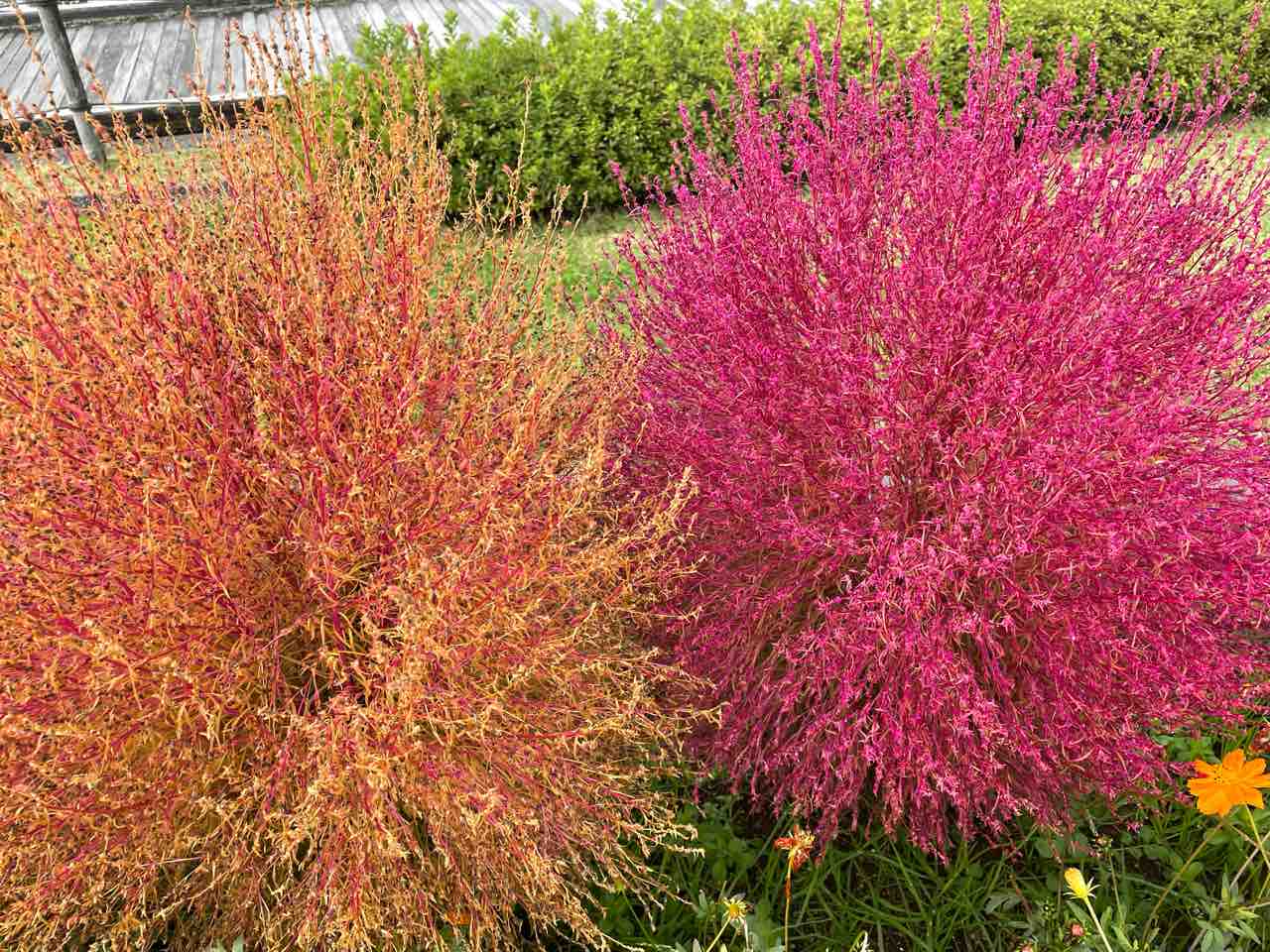 今が見頃 国営越後丘陵公園 の コキア 見に行ってみた 11月3日撮影 ながおか通信