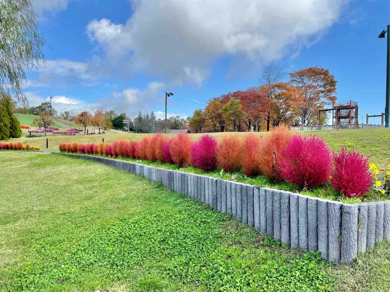 今が見頃 国営越後丘陵公園 の コキア 見に行ってみた 11月3日撮影 ながおか通信