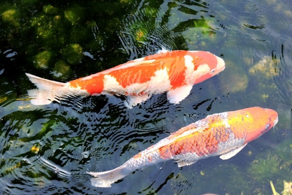 長岡まつり