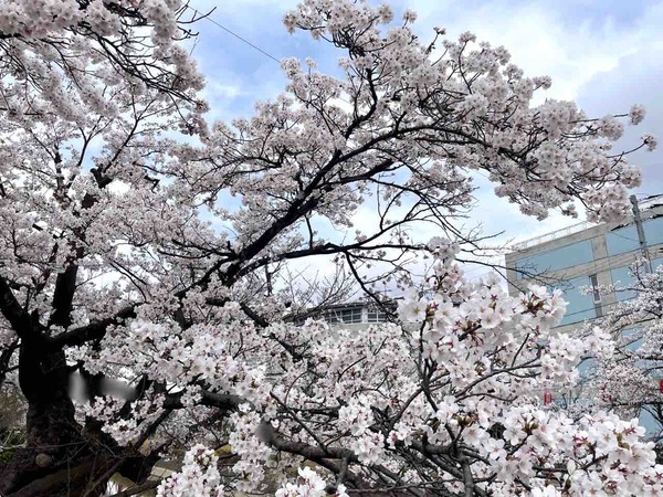 福島江
