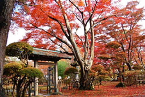 もみじこぴ