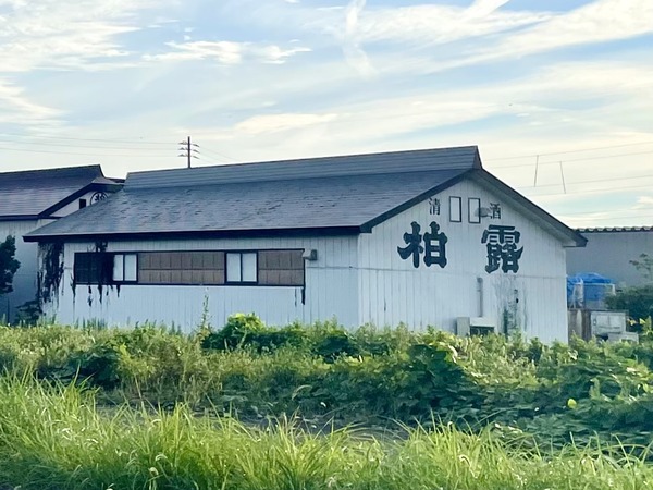 柏露