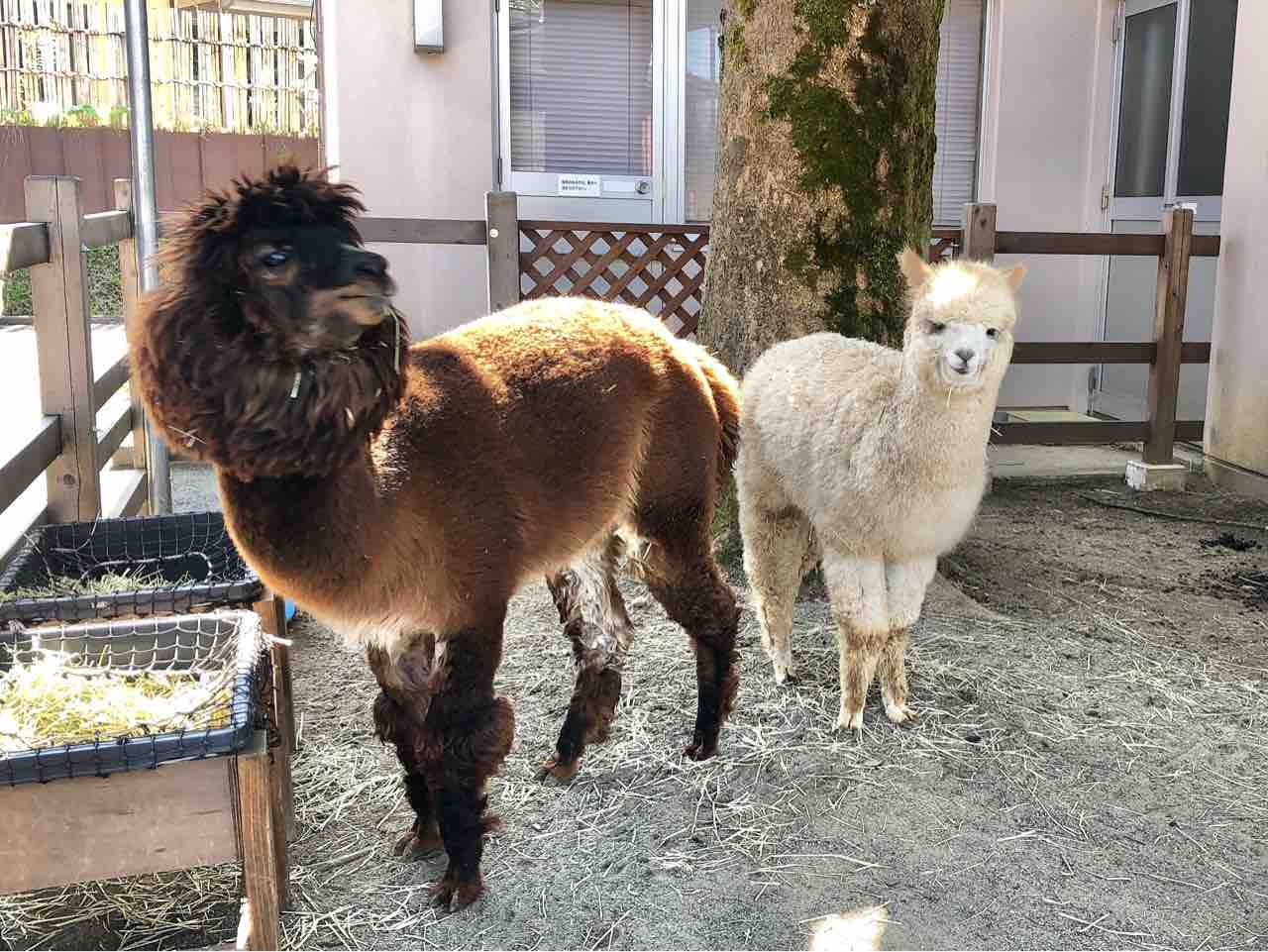 悠久山小動物園 に新しい動物が仲間入り 山古志アルパカ牧場 から2頭のアルパカ出張中 アルパカ春の特別展示 6月17日まで 新しい動物とアルパカ見に行ってみた ながおか通信 悠久山小動物園 に新しい動物が仲間入り 山古志アルパカ牧場 から2頭のアルパカ出張中 アルパカ春の特別展示 6月17日まで 新しい動物とアルパカ見に行ってみた ながおか通信