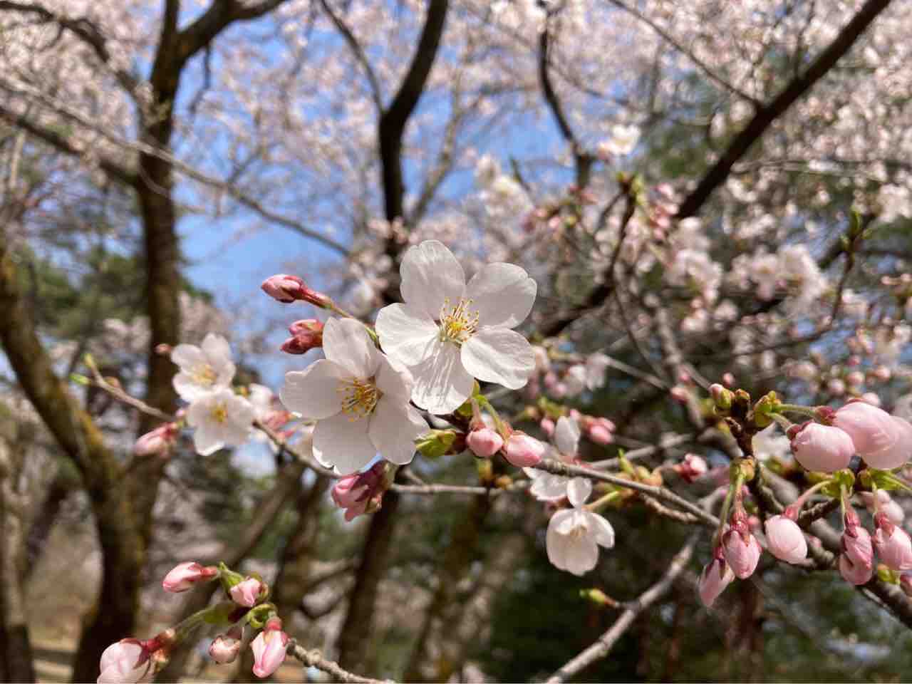 今が見頃 悠久山公園 の桜見に行ってみた 4月11日撮影 ながおか通信 今が見頃 悠久山公園 の桜見に行ってみた 4月11日撮影 ながおか通信