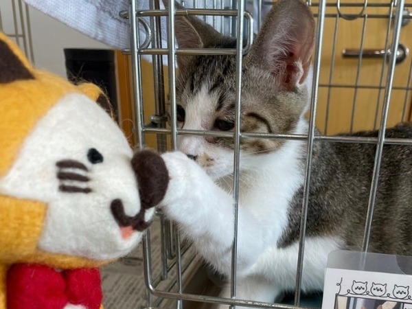 長岡：猫ちゃんの飼い主さがし①