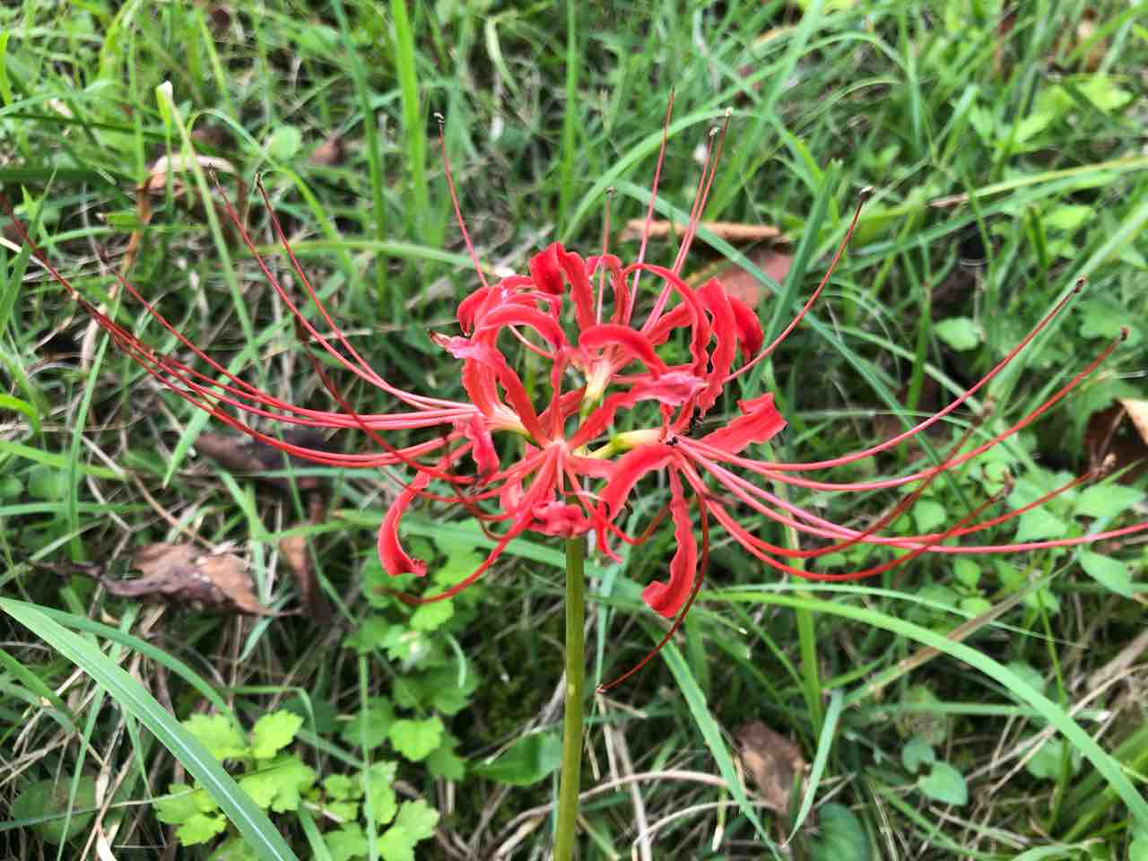 まもなく見頃 宮本町にある 雪国植物園 で ヒガンバナ 見てきた 9月22日撮影 ながおか通信