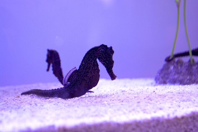 2024年は辰年！『長岡市寺泊水族博物館』で『タツノオトシゴ』を展示