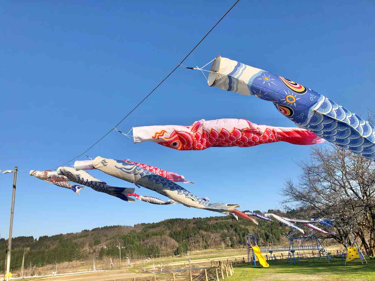 今年で年目 新緑の風物詩 岩田鯉のぼり 開催 4月25日 5月15日 ながおか通信