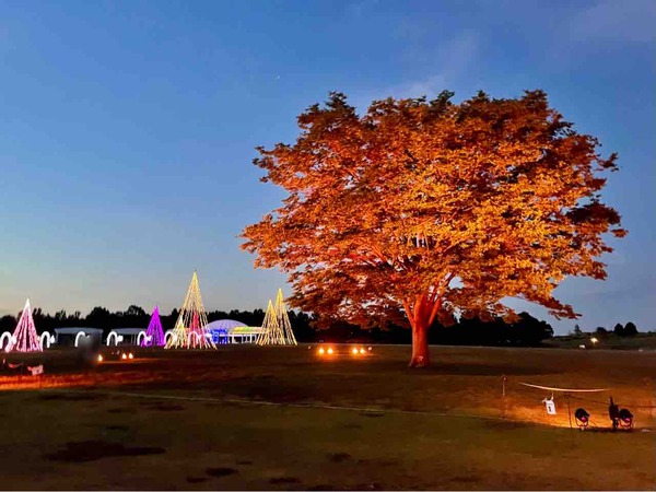 『国営越後丘陵公園』で『サマーイルミネーション』開催！7月18日〜20日、25日、26日、 8月1日、8日〜16日、22日、23日、29日、30日。