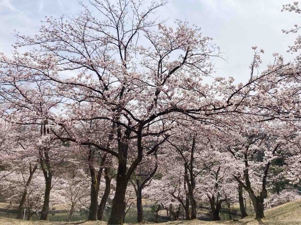 悠久山２