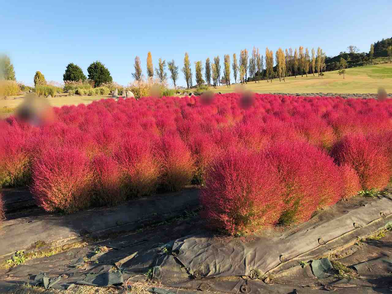 今が見頃 国営越後丘陵公園 の コキア 見てきた 10月31日撮影 ながおか通信 今が見頃 国営越後丘陵公園 の コキア 見てきた 10月31日撮影 ながおか通信