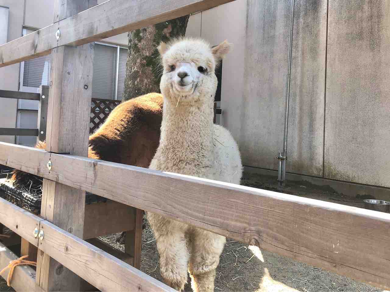 悠久山小動物園 に新しい動物が仲間入り 山古志アルパカ牧場 から2頭のアルパカ出張中 アルパカ春の特別展示 6月17日まで 新しい動物とアルパカ見に行ってみた ながおか通信 悠久山小動物園 に新しい動物が仲間入り 山古志アルパカ牧場 から2頭のアルパカ出張中 アルパカ春の特別展示 6月17日まで 新しい動物とアルパカ見に行ってみた ながおか通信