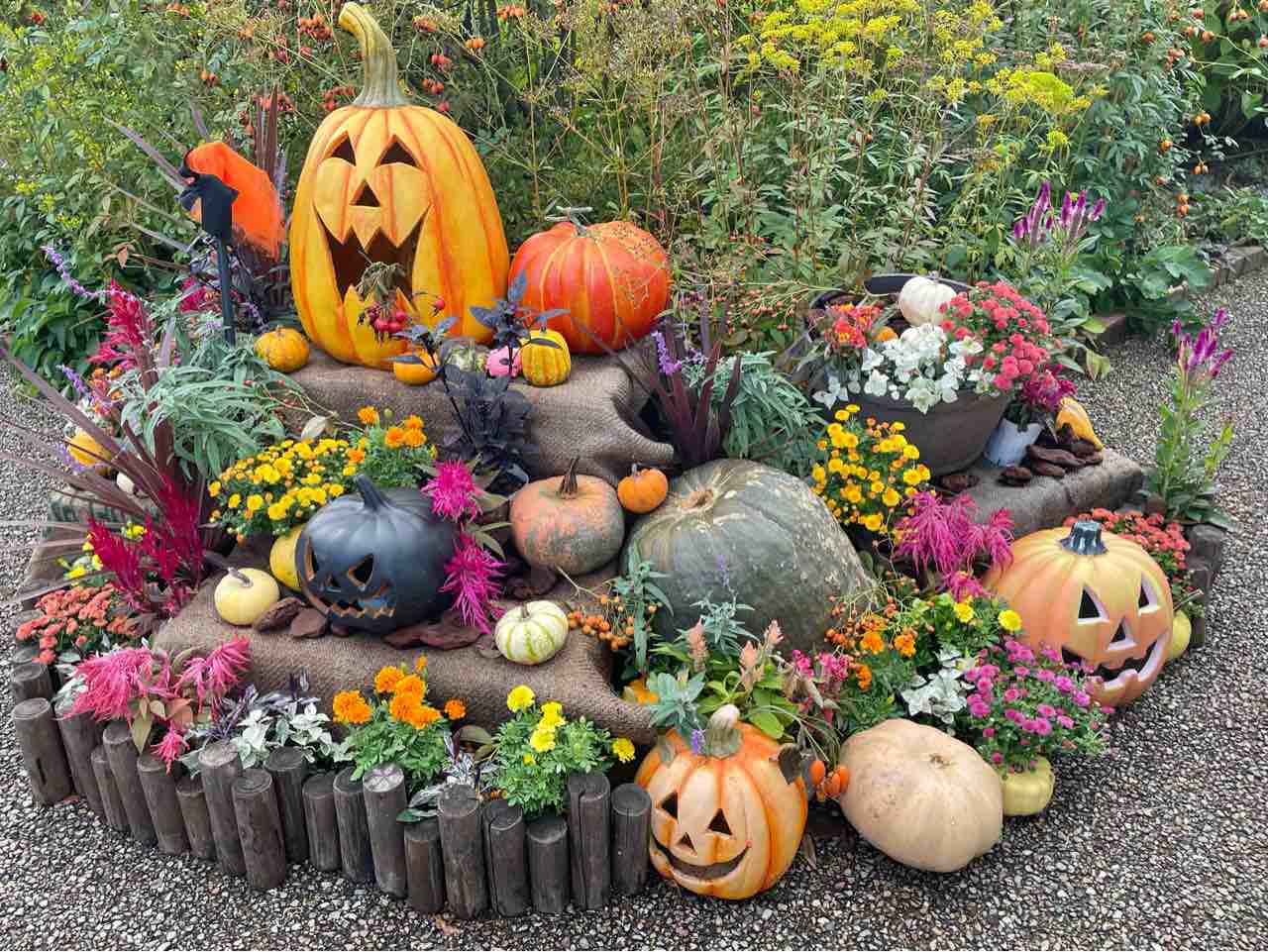 国営越後丘陵公園』で秋のイベント盛りだくさん！『コスモスまつり』9