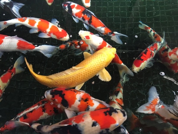 錦鯉