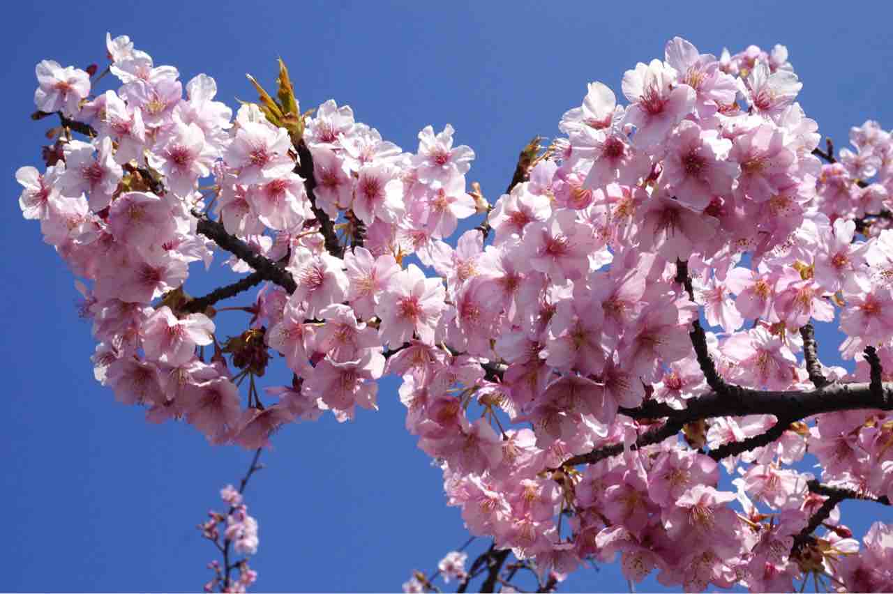2年連続中止に 悠久山公園 の 令和3年度 悠久山桜まつり が新型コロナウイルス感染拡大防止のため中止が決定したらしい ながおか通信 2年連続中止に 悠久山公園 の 令和3年度 悠久山桜まつり が新型コロナウイルス感染拡大防止のため中止が決定したらしい ながおか通信