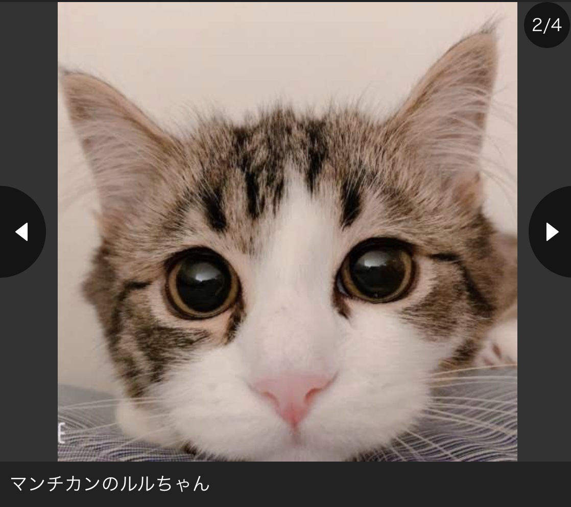 猫はなぜかわいいのか 無限回帰機関レポート