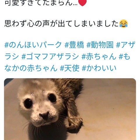 赤ちゃんライオン アザラシ キリン サル 豊橋のんほいパーク必見ツイッター 愛知豊橋市長坂なおと のblog 赤ちゃんライオン アザラシ キリン サル 豊橋のんほいパーク必見ツイッター 愛知豊橋市長坂なおと のblog