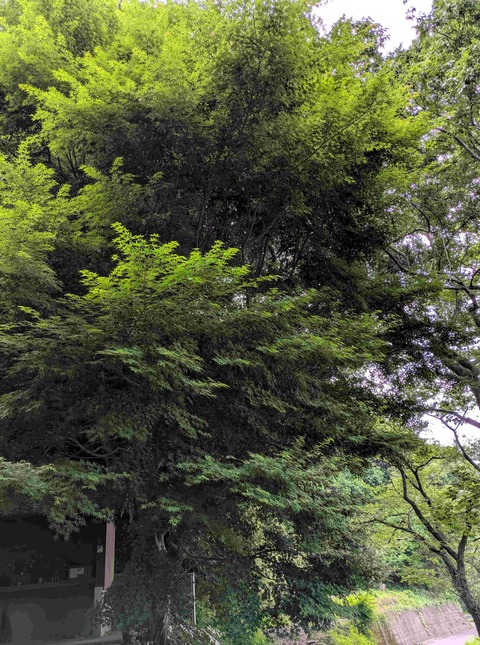 PXL_20250606_223907389