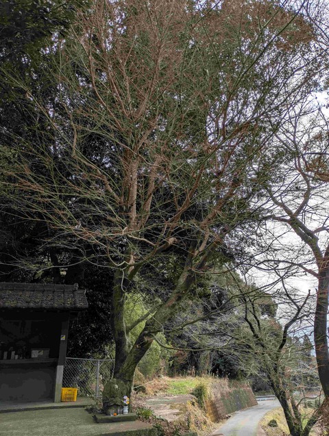 PXL_20260131_022712355