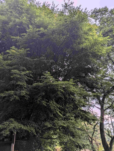 PXL_20260807_092238266