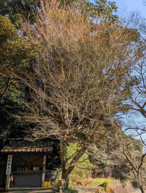 PXL_20260117_051308285